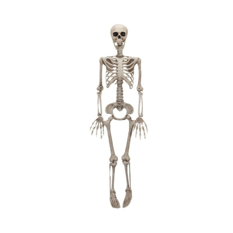 Plastic Human Skeleton