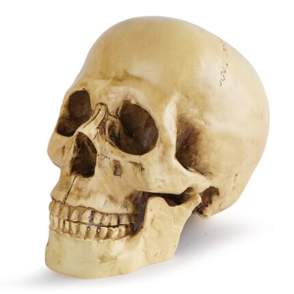 Realistic Halloween Skull