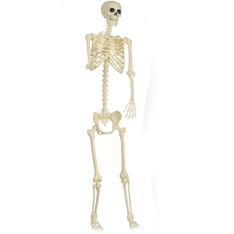 180cm Long Skeleton Prop Decor